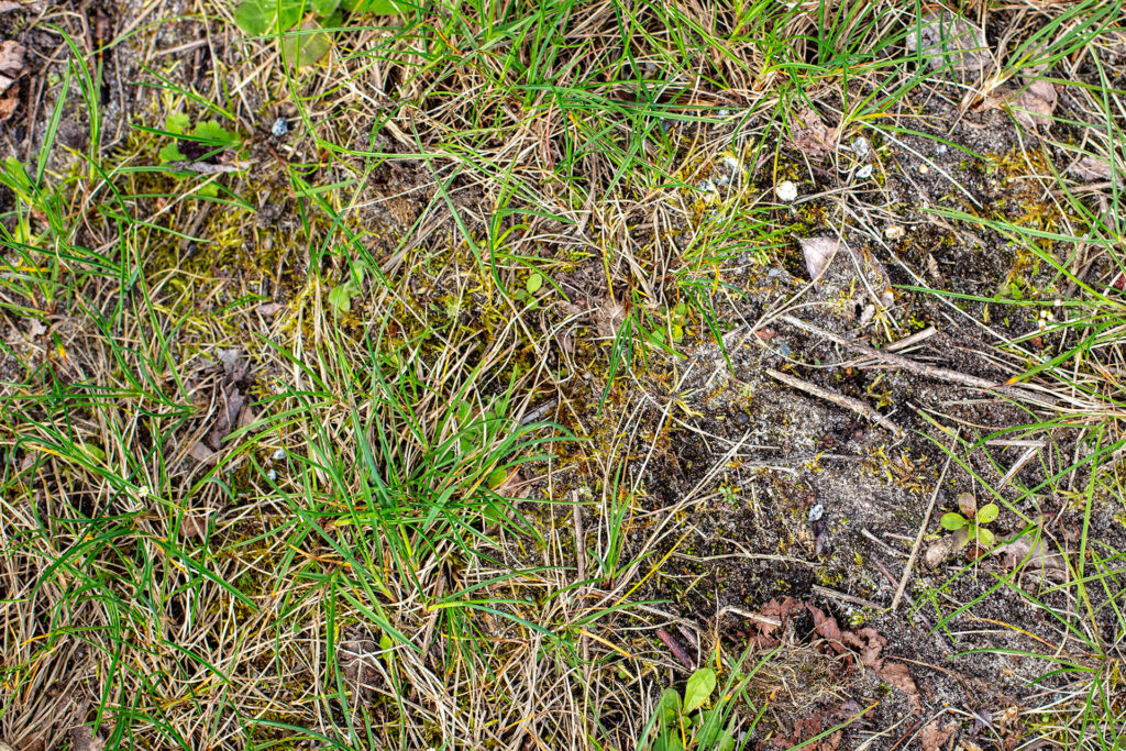 Beispiel Bodentrockenheit